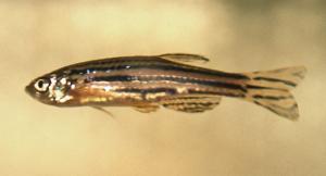 Zebrafish. (Photo courtesy of Wellcome Trust Sanger Institute)