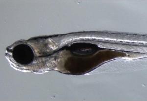 Zebrafish (Danio rerio). (Image courtesy of NIH/National Human Genome Research Institute)