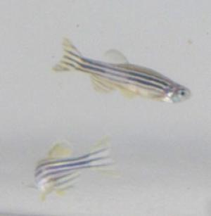 Zebrafish are becoming regular contributors to research on human health ranging from cancer to cocaine addiction. (Credit: Jeff Fitlow)