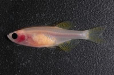 The transparent zebrafish. (Credit: Richard White, MD, PhD)