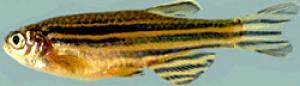 Zebrafish (Credit: Image courtesy of Washington University School of Medicine)