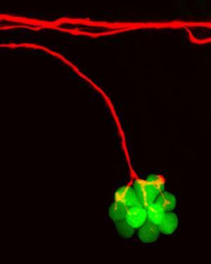 The right match. A zebrafish nerve fiber (red) descends toward a cluster of motion-detecting hair cells (green), synapsing only with those that detect water disturbances coming from the same direction. (Credit: Image courtesy of Rockefeller University)