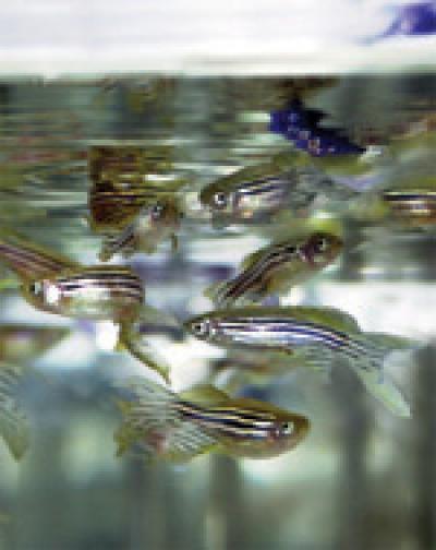 Unlike humans, zebrafish are able to regenerate amputated appendages. (Credit: Courtesy of the Salk Institute)