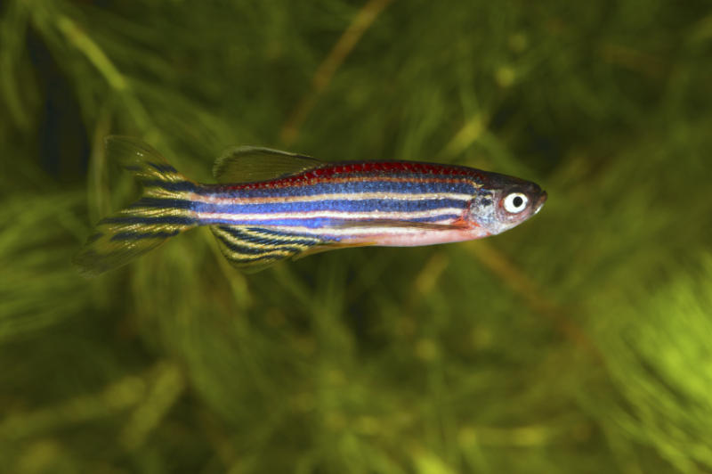 Researchers have succeeded in switching individual genes off and on in zebrafish, then observing embryonic and juvenile development. (Credit: iStockphoto)
