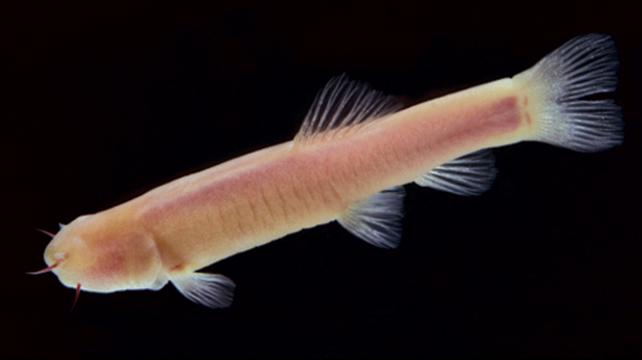 The cavefish, Phreatichthys andruzzii has lived isolated for 2 million years beneath the Somalian desert. (Credit: Cavallari et al, PLoS One; doi:10.1371/journal.pbio.1001142)