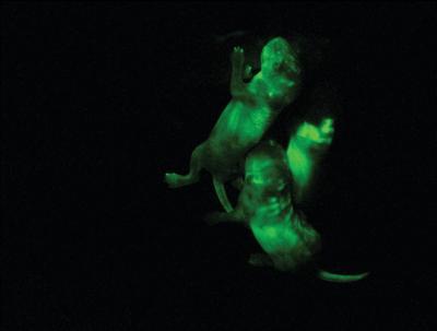 Scientists at the University of Cambridge bred mice with fluorescent green cells derived from haploid (single chromosome set) embryonic stem cells. (Credit: Anton Wutz and Martin Leeb, University of Cambridge/Nature)