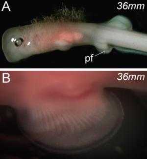Pectoral fin muscle formation in paddlefish (Polyodon spathula) utilises the fully derived mode of appendicular muscle formation and is not associated with an epithelial extension. (Credit: Cole et al., PLoS Biology, DOI: 10.1371/journal.pbio.1001168)