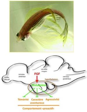 Top: Zebrafish Bottom: Schematic representation (showing a lateral view of the brain of the Zebrafish) of the genetic control of the three facets of proactive behavior by FGF signaling and the intermediate histamine neurotransmitter. A key area in the process is the hypothalamus (brown oval). (Credit: © Laure Bally-Cuif)