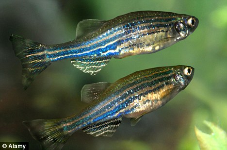 Breakthrough: By studying zebrafish (pictured), scientists worked out exactly how the freshwater species uses retinoic acid to re-grow parts of its body  Read more: http://www.dailymail.co.uk/sciencetech/article-2066061/Scientists-discover-secret-limb-regeneration-Its-genetic-trick-using-acid-vitamin-A.html#ixzz1fLCpWcdp