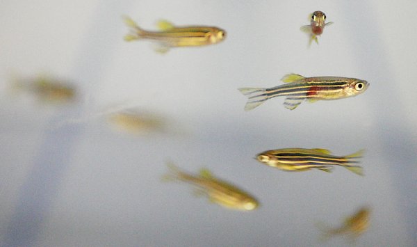 Photo by Grace Beahm  Zebrafish are a key component to the study of how metastatic breast cancer progresses in humans. Scientists at the Medical University of South Carolina are studying these fish as well as mice in the hopes of developing new treatments for the disease.