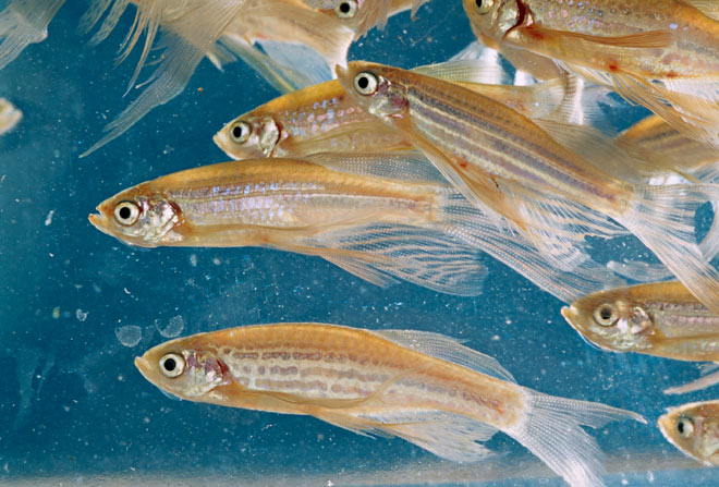Zebra fish in a gene-mutation experiment at the NIH. Photo: National Geographic Society