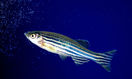 What can the zebrafish teach us about mending a human heart? Photograph: Alamy